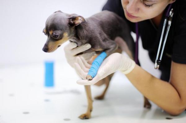 Frattura della zampa del cane - Sintomi e tempi di guarigione
