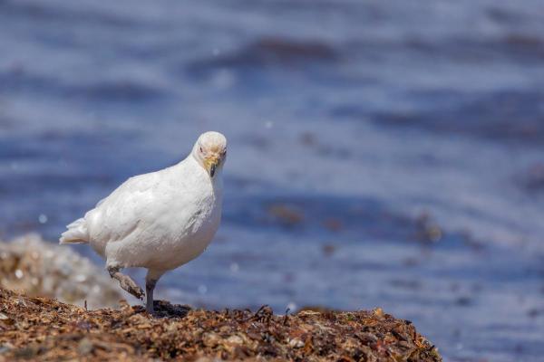 Uccelli bianchi: nomi e caratteristiche - 10. Chione bianco (Chionis alba) 