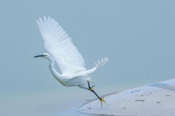 Uccelli bianchi: nomi e caratteristiche - 1. Garzetta (Egretta garzetta) 