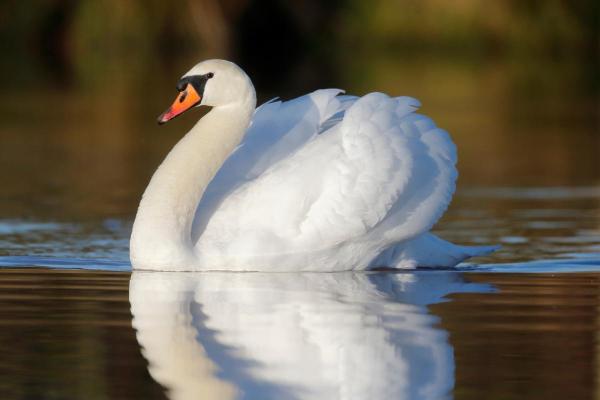 Uccelli bianchi: nomi e caratteristiche - 3. Cigno reale (Cygnus olor) 