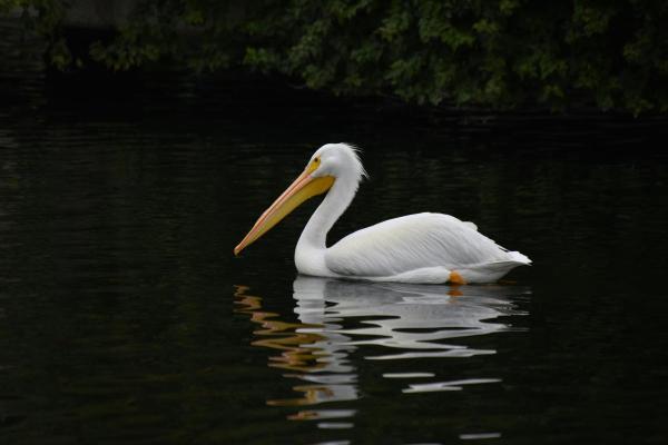 Uccelli bianchi: nomi e caratteristiche - 4. Pellicano bianco americano (Pelecanus erythrorhynchos)