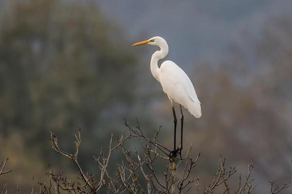 Uccelli bianchi: nomi e caratteristiche - 5. Garzetta nivea (Egretta thula) 