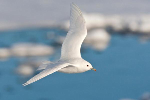 Uccelli bianchi: nomi e caratteristiche - 6. Gabbiano d'avorio (Pagophila eburnea) 