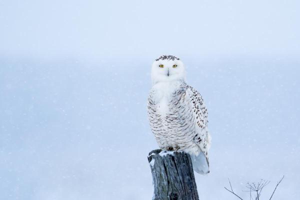 Uccelli bianchi: nomi e caratteristiche - 7. Gufo delle nevi (Bubo scandiacus) 