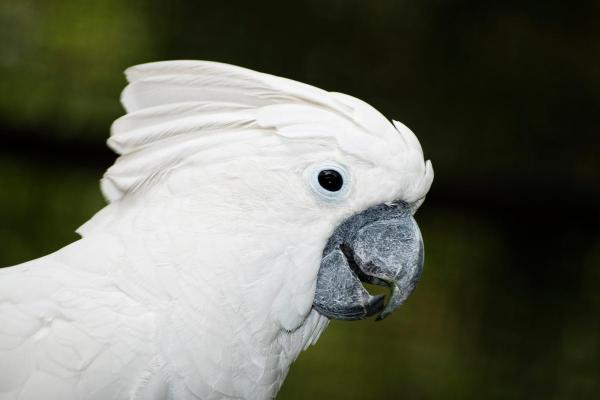 Uccelli bianchi: nomi e caratteristiche - 8. Cacatua bianco (Cacatua alba)