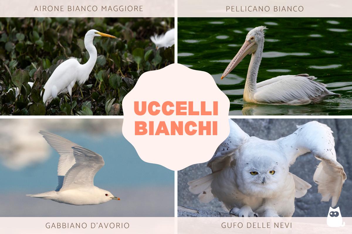 Uccelli bianchi: nomi e caratteristiche