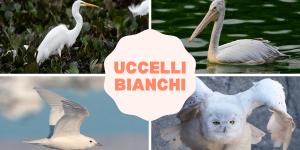 Uccelli bianchi: nomi e caratteristiche