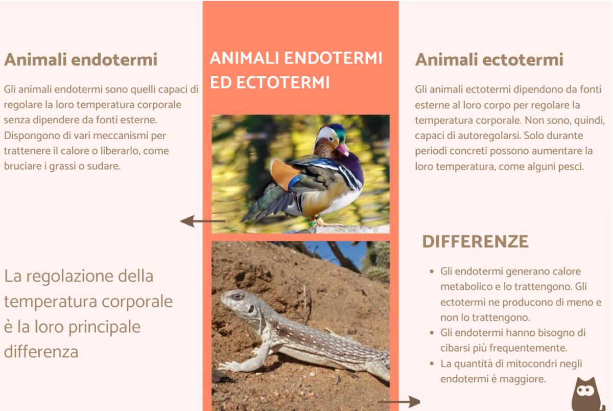 Animali endotermi ed ectotermi
