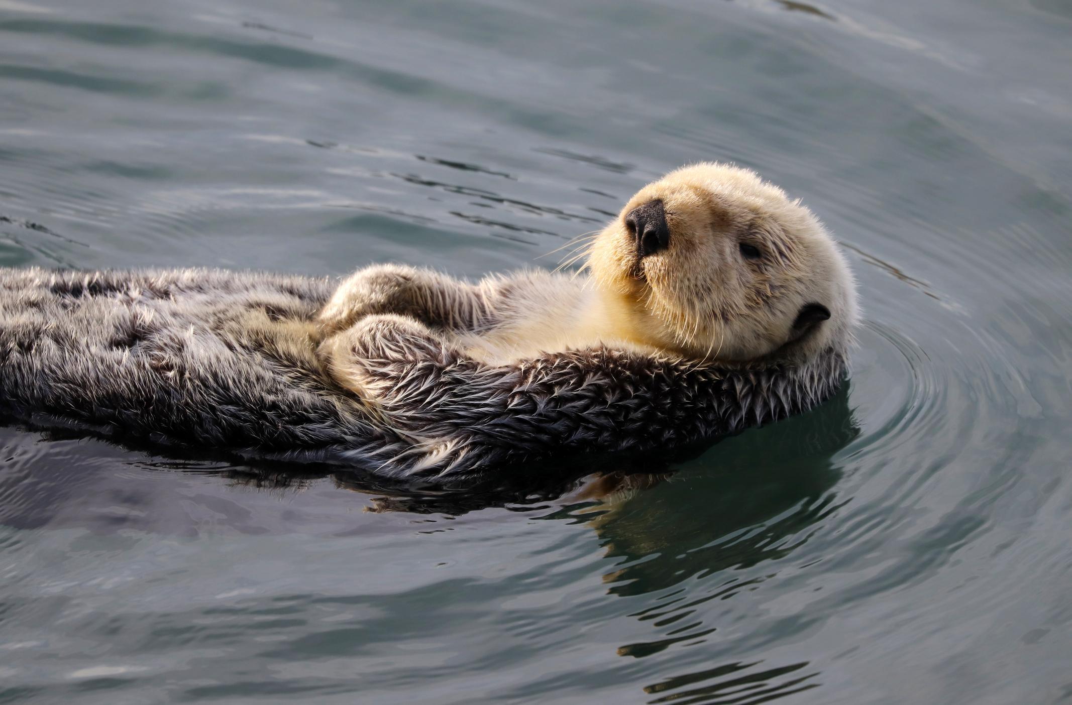 Animali Endotermi Ed Ectotermi Caratteristiche Differenze Ed Esempi