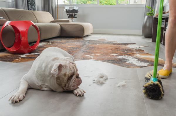 Trucchi per evitare il cattivo odore del cane