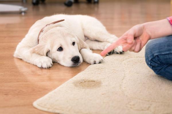 Il mio cane fa pipì in casa: Cause e cosa fare