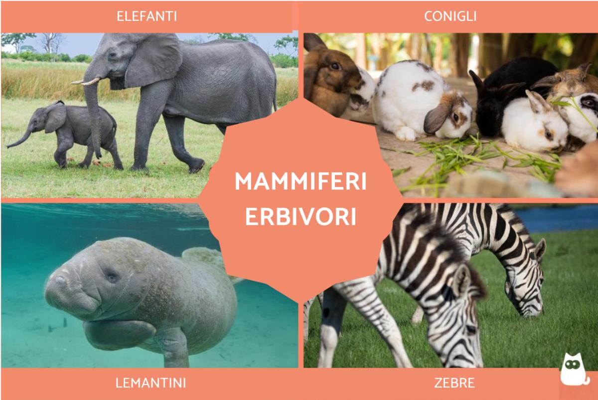 Mammiferi erbivori - Elenco e descrizione