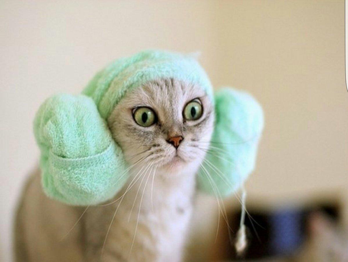 Nomi nerd per gatti