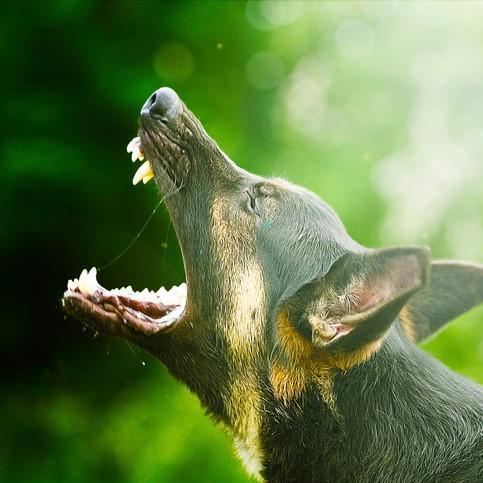 Come capire se il cane ha la rabbia