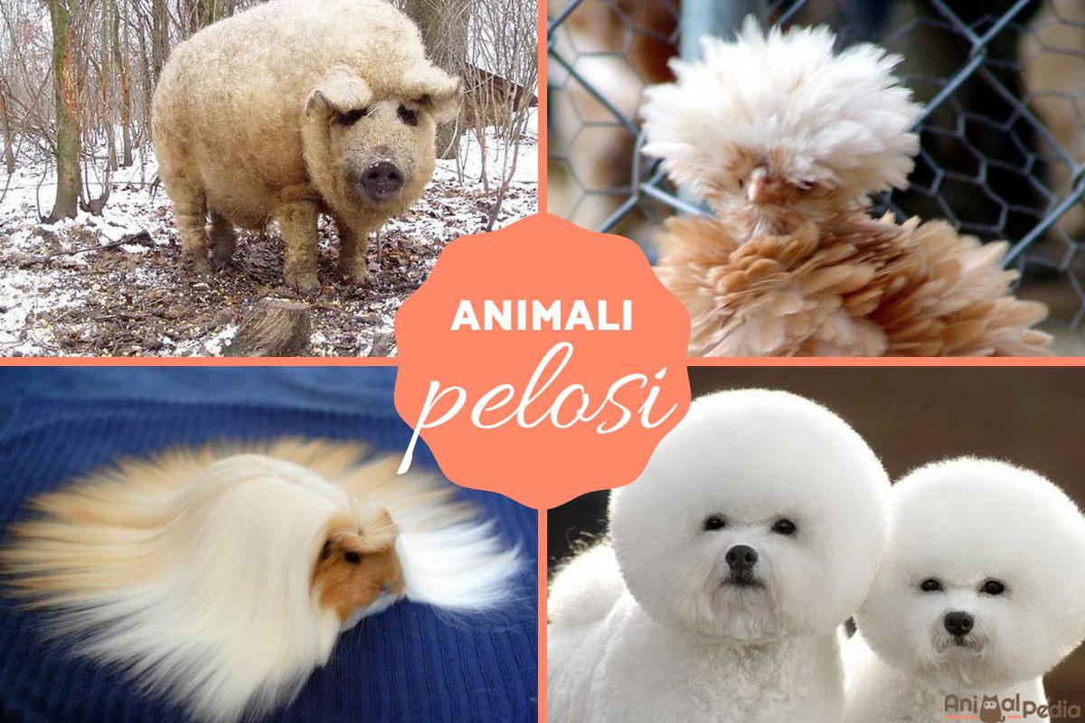 Animali pelosi: Caratteristiche ed esempi