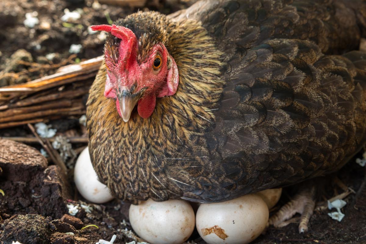 Quante uova fa una gallina?