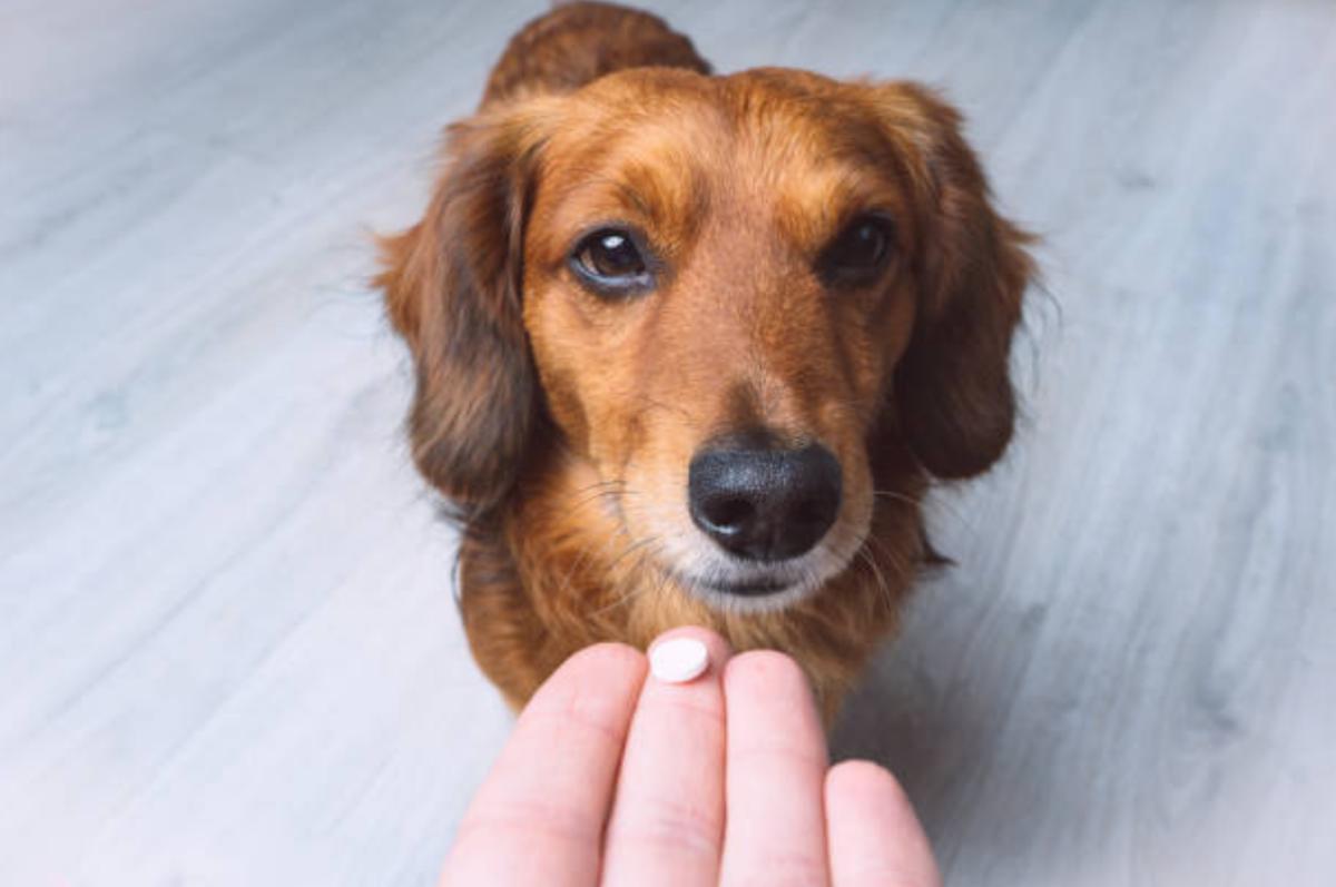 Florentero per cani: a cosa serve, dosaggio e come si usa