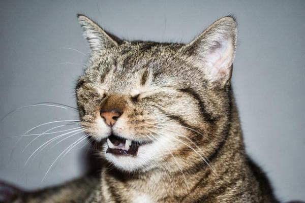 Starnuto inverso nel gatto: Cause, sintomi e trattamento