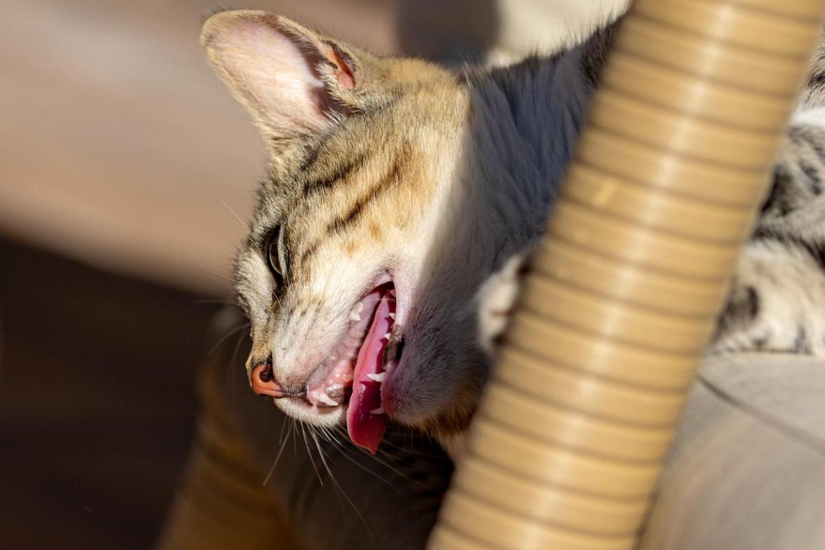 Perché il gatto ansima?