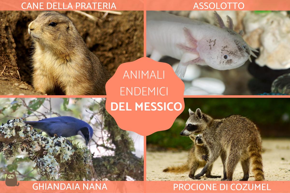 Animali endemici del Messico - Lista completa