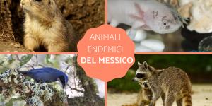 Animali endemici del Messico - Lista completa