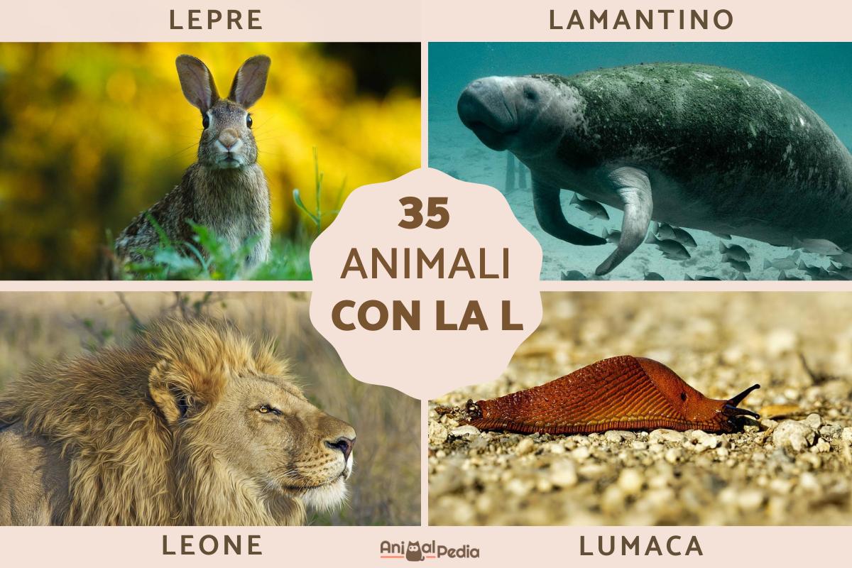 Animali con la L - In italiano e in inglese