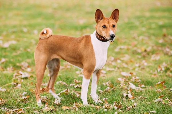 I cani meno intelligenti - Basenji
