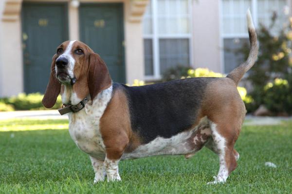 I cani meno intelligenti - Basset hound