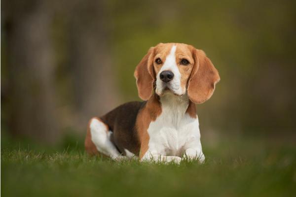 I cani meno intelligenti - Beagle