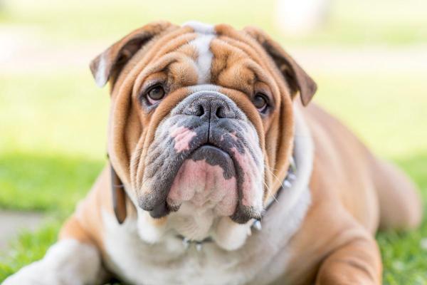 I cani meno intelligenti - Bulldog inglese