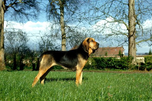 I cani meno intelligenti - Cane di Sant'Uberto