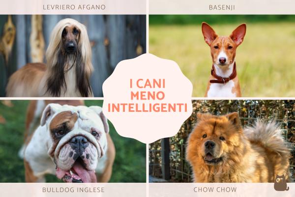 I cani meno intelligenti