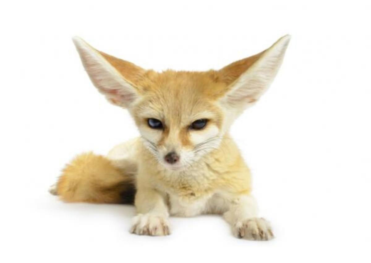 Il fennec come animale domestico