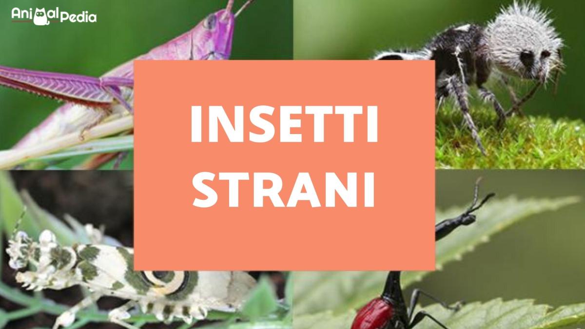 Insetti strani - I 10 insetti più strani del mondo