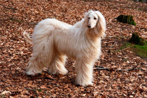 I cani meno intelligenti - Levriero afgano
