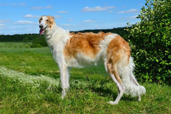 I cani meno intelligenti - Levriero russo
