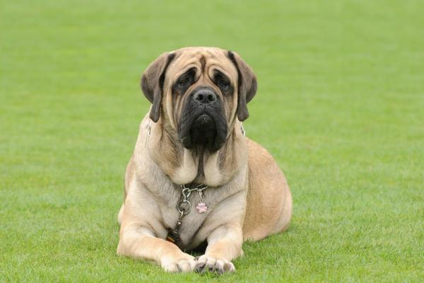 I cani meno intelligenti - Mastiff