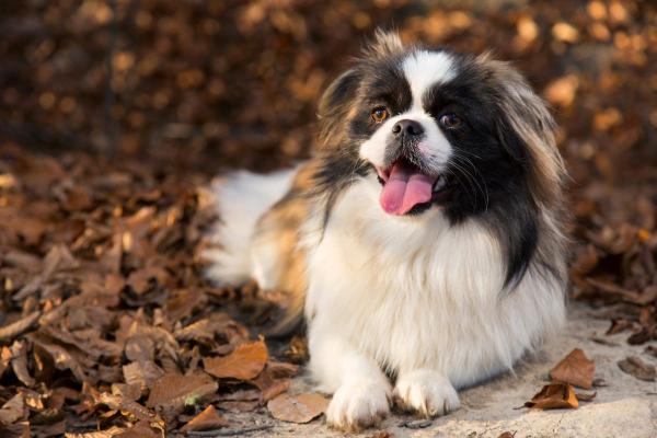 I cani meno intelligenti - Pechinese