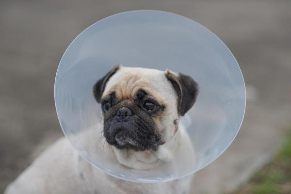 Argento colloidale spray per cani: uso ed effetti collaterali