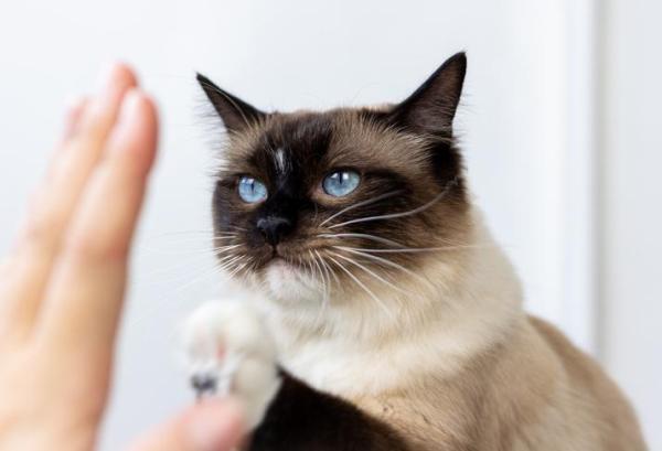 Come addestrare un gatto
