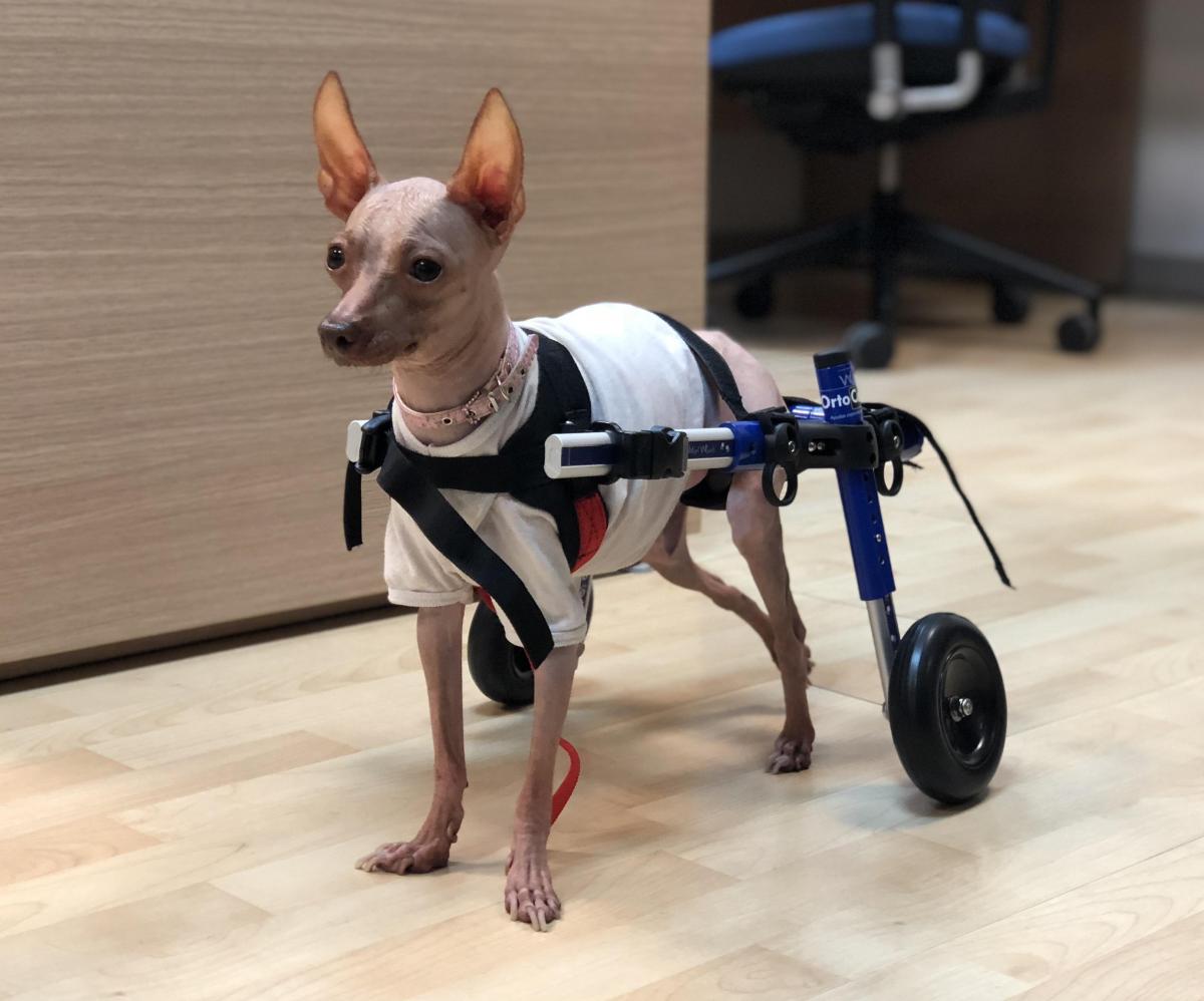 Ernia del disco nel cane: Sintomi e trattamento
