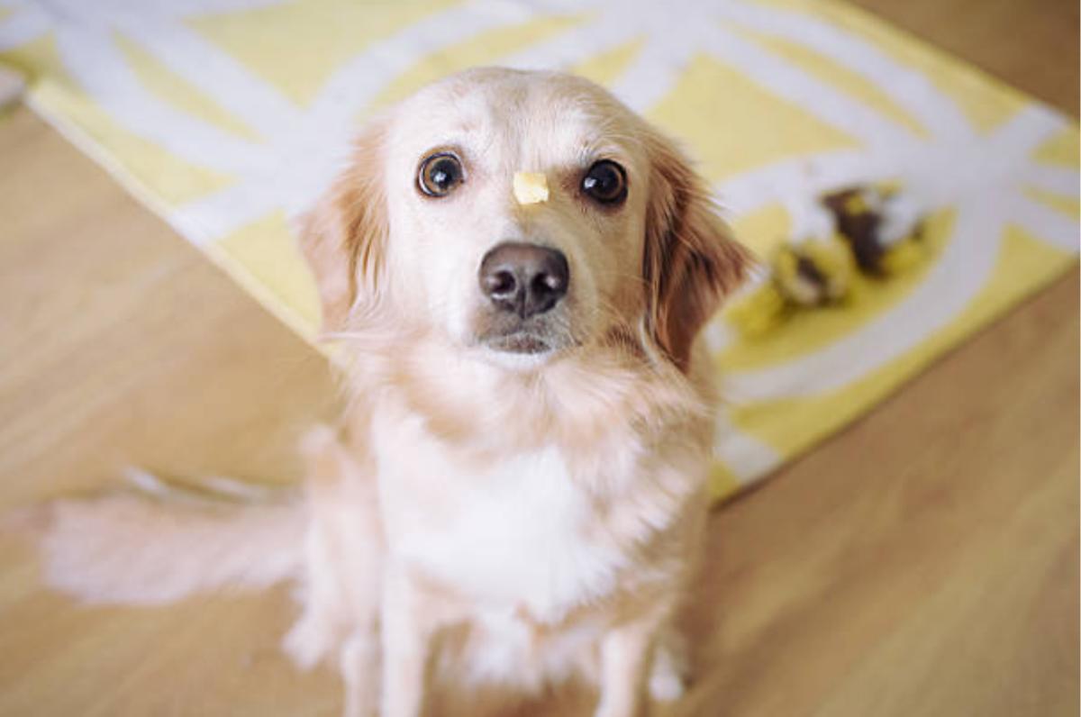 I cani possono mangiare il parmigiano?