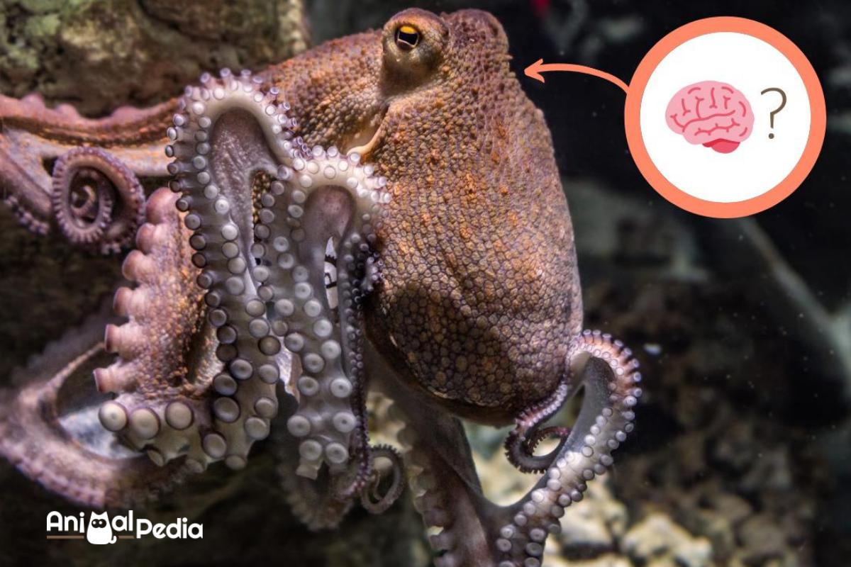 Il cervello del polpo: quanti ne ha e come funziona
