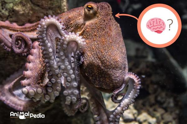 Il cervello del polpo: quanti ne ha e come funziona