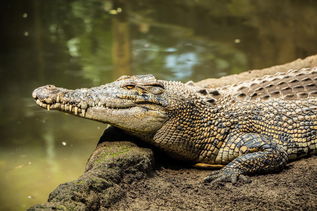 Il coccodrillo è un anfibio o un rettile?