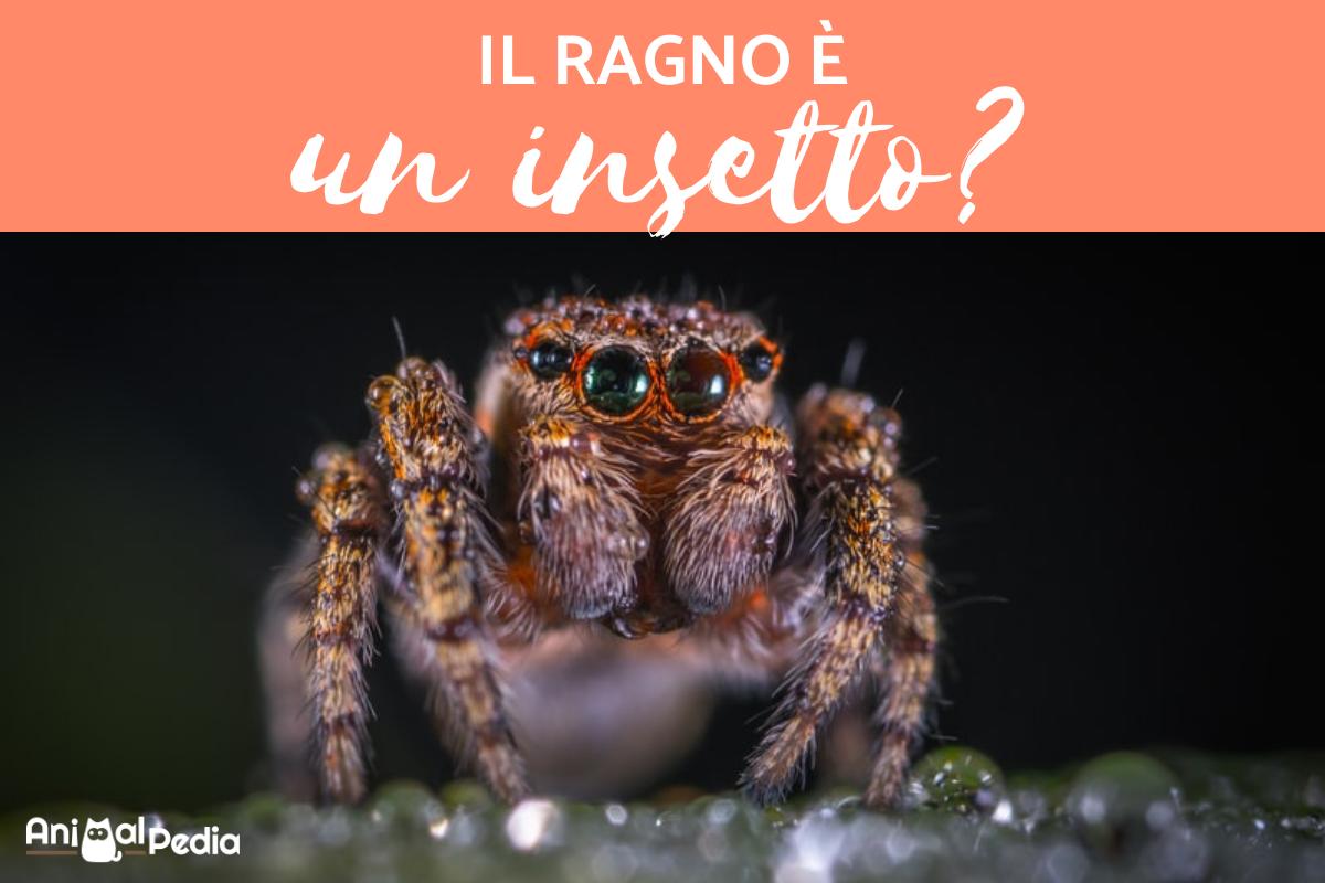Il ragno è un insetto?