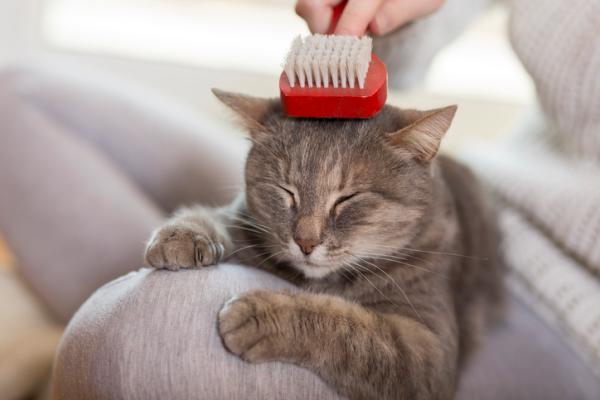 Trucchi per evitare che il gatto perda tanto pelo