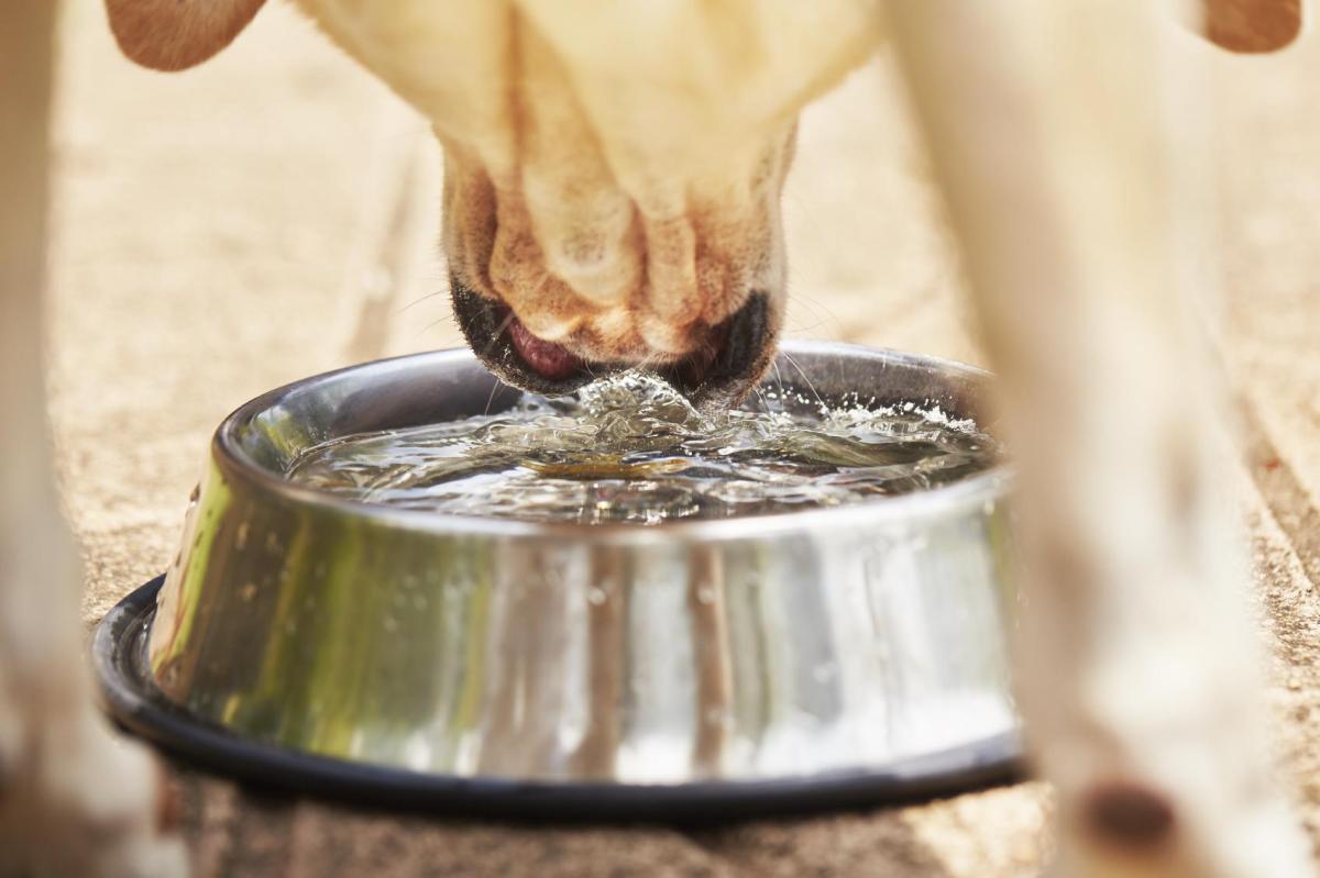 Quanto deve bere un cane?