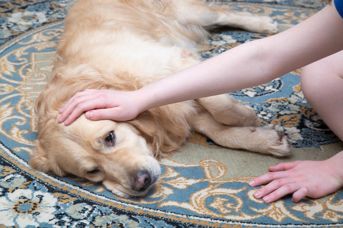 Come capire se un cane ha la febbre senza termometro