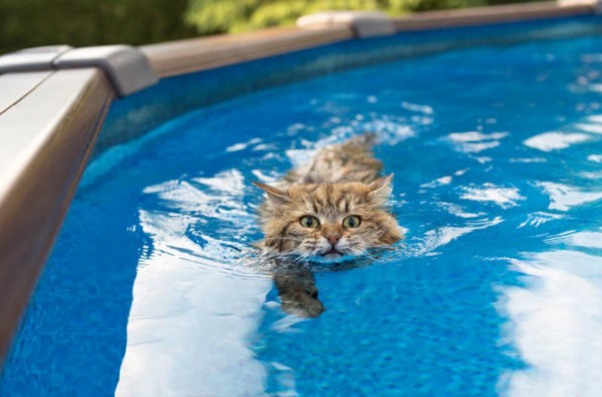I gatti sanno nuotare?